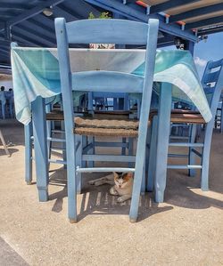 High angle view of dog on table