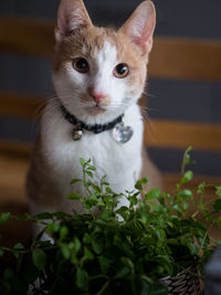 Close-up portrait of a cat