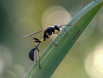 Close-up of insect on plant