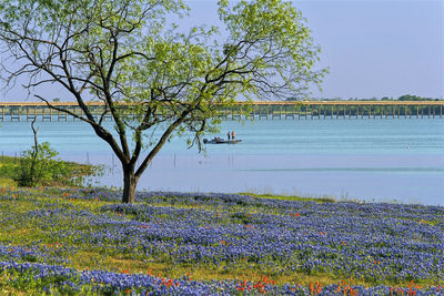 Scenic view of lake by trees on field against sky