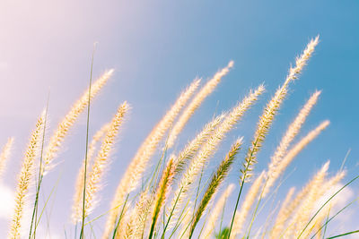 Close-up of stalks against sky