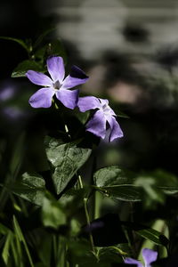 Close-up of purple flowering plant