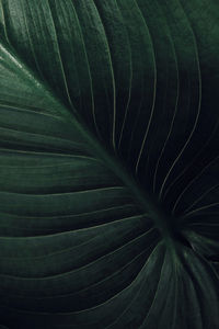 Full frame shot of green leaves