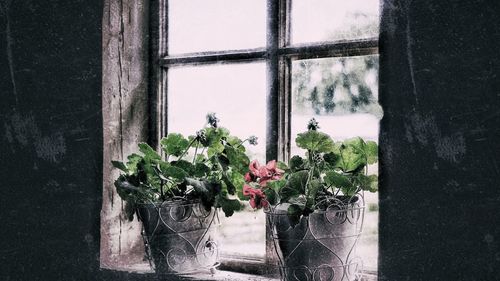 Flowers growing on window sill
