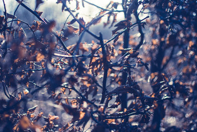 Close-up of plants during winter