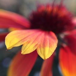 Close-up of red flower