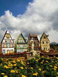 Yellow flowering plants by building against cloudy sky