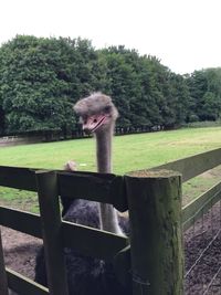 Horse on field against trees