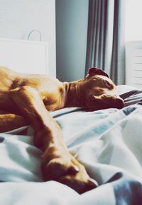 Dog sleeping on bed at home