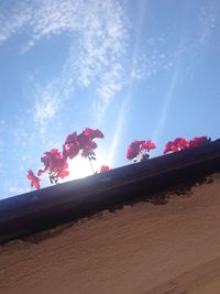 Low angle view of pink flowers growing against blue sky