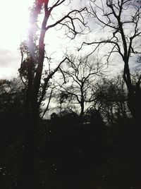 Low angle view of silhouette trees against sky