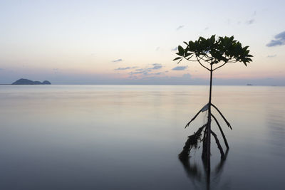 Silhouette tree by lake against sky during sunset