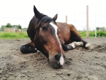 Close-up of a horse on field