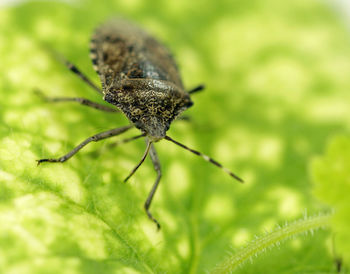 Close-up of insect on leaf