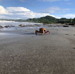 People on beach against sky