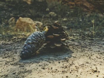 Close-up of crab on sand