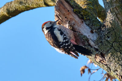 Low angle view of bird perching on tree against sky