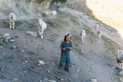 Child with a phone is standing on a mountain and goats are walking around