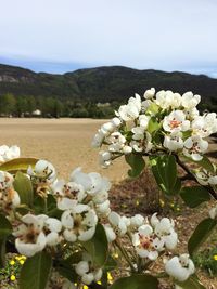 Close-up of white flowers