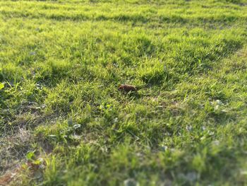 Trees on grassy field