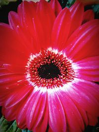 Close-up of flower