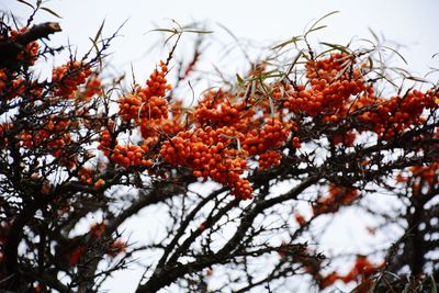 Low angle view of orange flowering tree