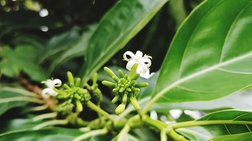 Close-up of white flowering plant