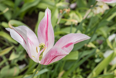 Close-up of iris blooming outdoors