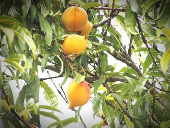 Low angle view of fruits on tree