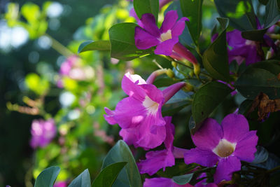 Close-up of pink flowering plant