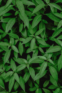 Full frame shot of green leaves