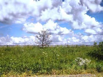 Scenic view of field against sky