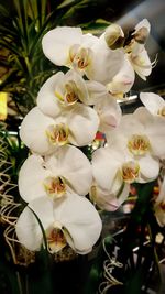Close-up of white flowers