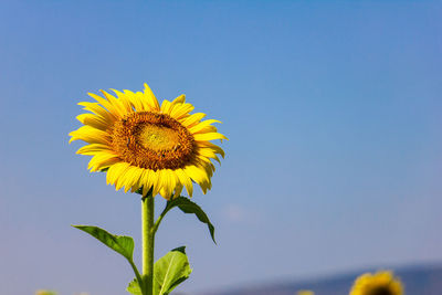 Close-up of sunflower against clear blue sky