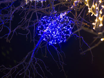 Close-up of illuminated christmas lights at night