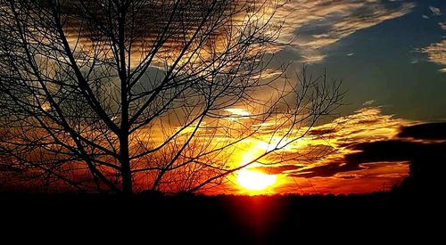 Silhouette of trees at sunset