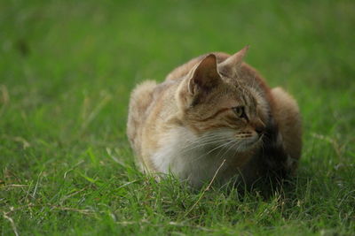 Cat looking away on field