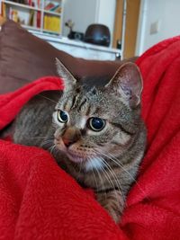 Close-up portrait of cat relaxing at home