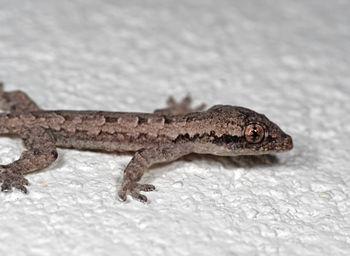 Close-up of lizard on land