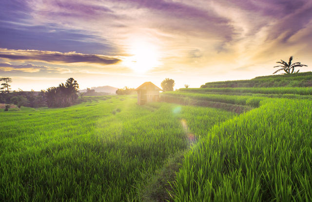 Scenic view of agricultural field against | ID: 158771412