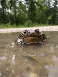 Close-up portrait of a turtle in water