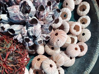 High angle view of dry barnacles and sea urchin in container