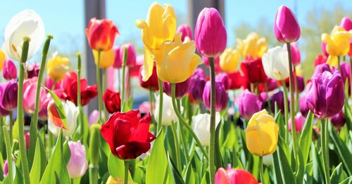 Close-up of tulips blooming on field