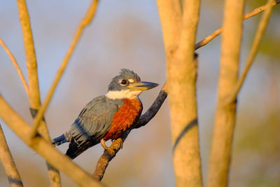 Close-up of bird perching on branch