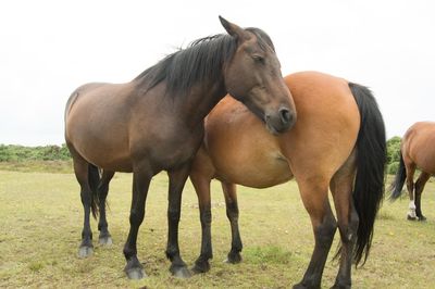 Horses standing in a field