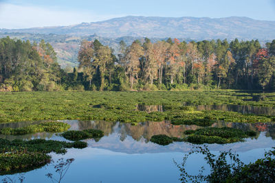 Floating plants on lake, mountains reflected in lake, beautiful view