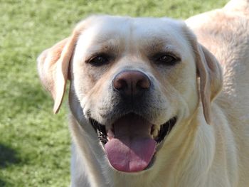 Close-up portrait of dog