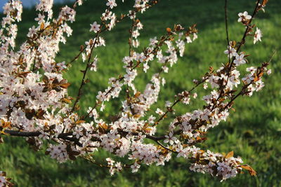 Close-up of cherry blossoms tree