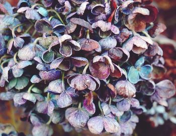 Full frame shot of berries