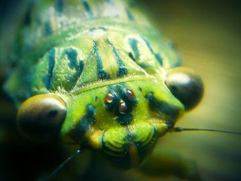 Close-up of insect on leaf